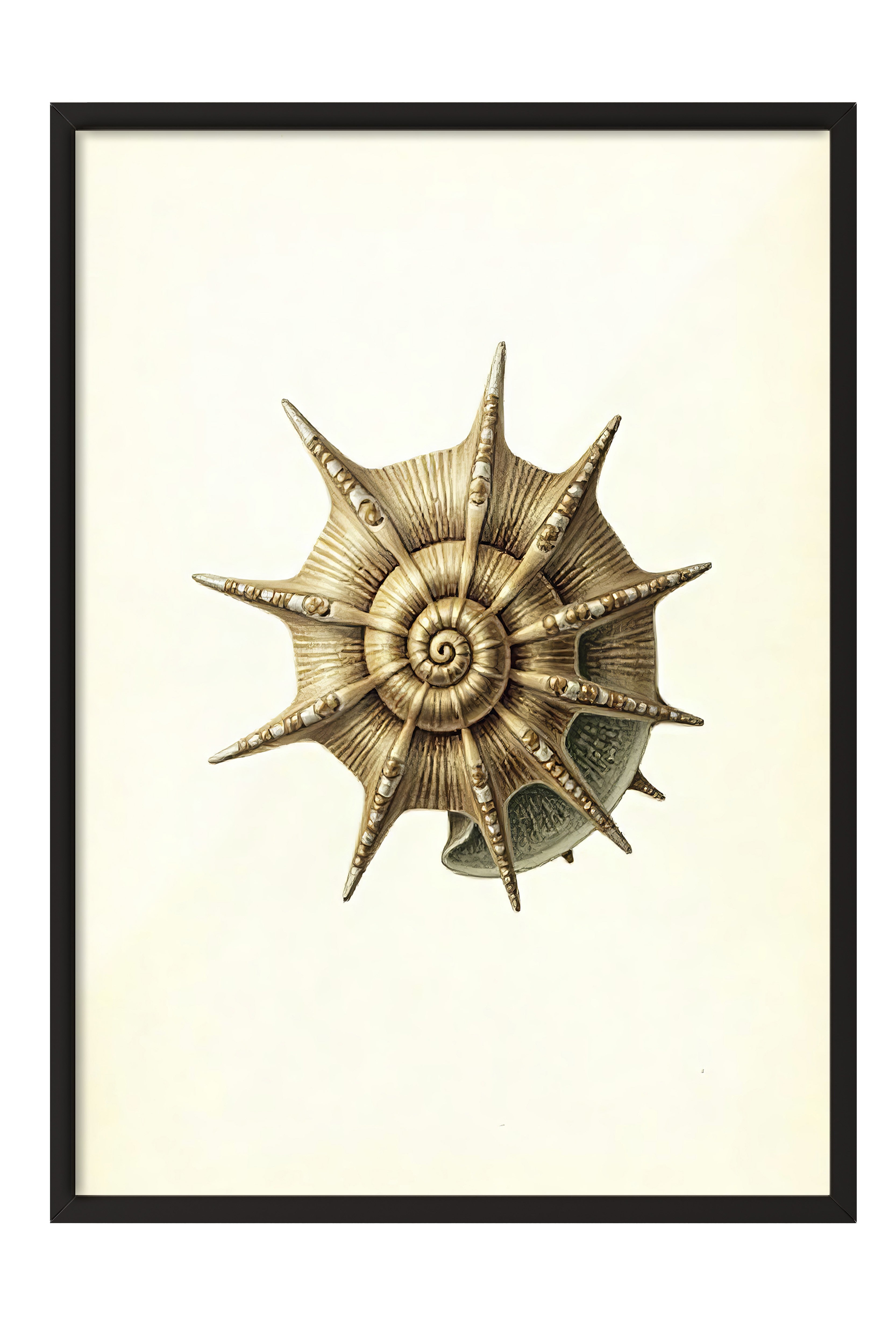 Siyah Çerçeveli Poster, Deniz Kabuğu, İllüstrasyon, Kahverengi Renk Poster, 2025 Yaz Seçkisi, NO:109603