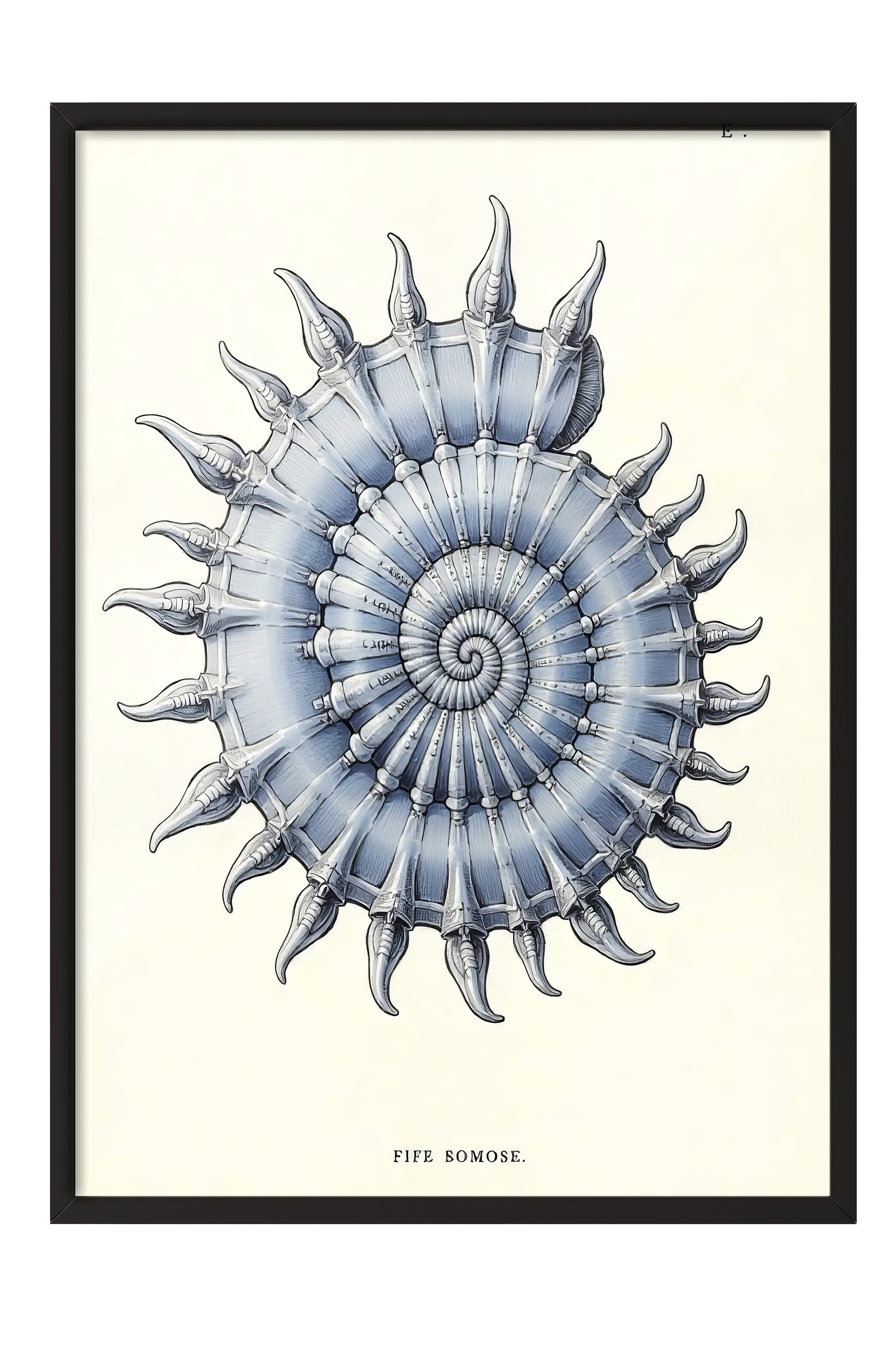 Siyah Çerçeveli Poster, Deniz Kabuğu, İllüstrasyon, Mavi Renk Poster, 2025 Yaz Seçkisi, NO:109574