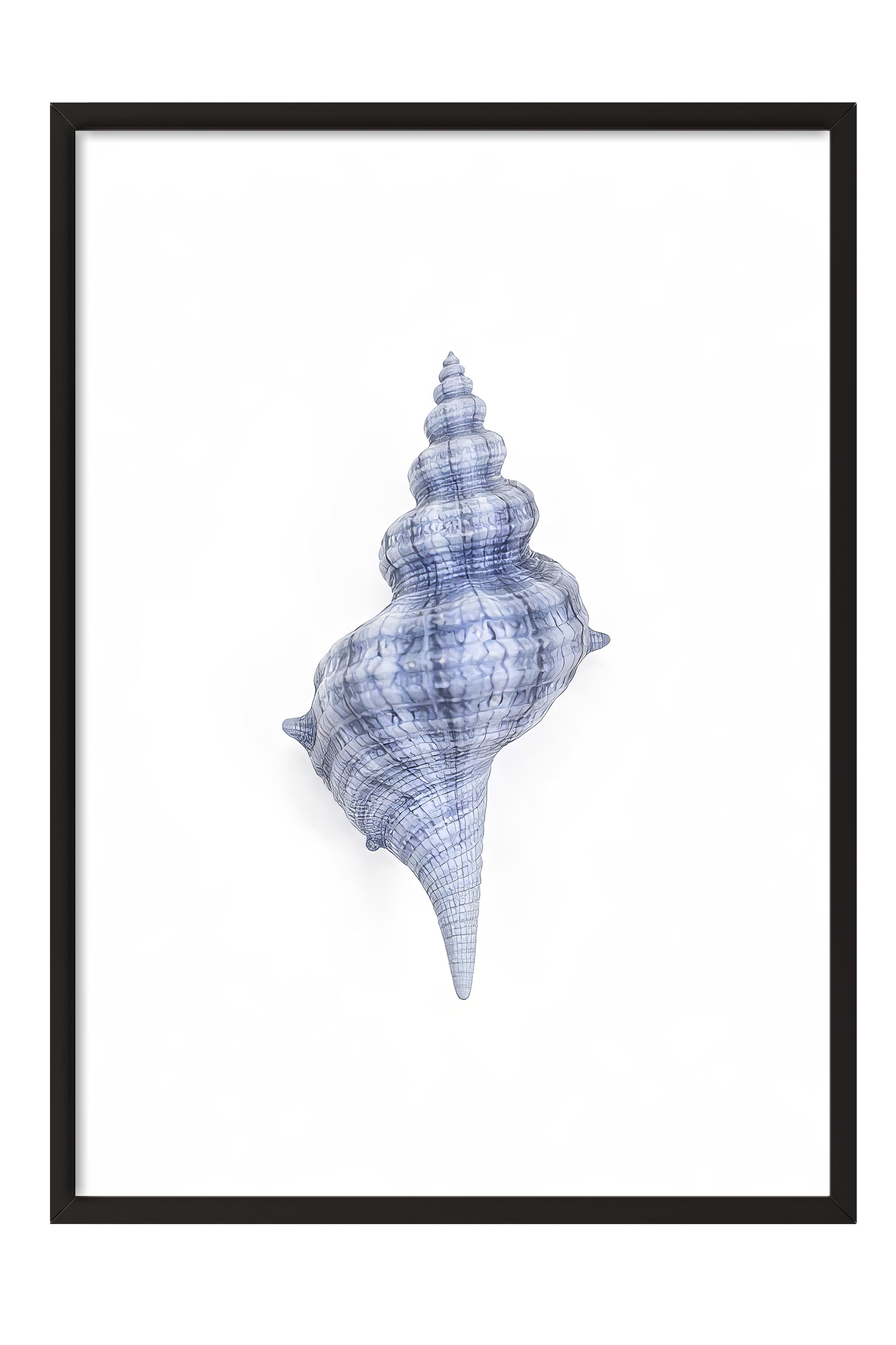 Siyah Çerçeveli Poster, Deniz Kabuğu, İllüstrasyon, Mavi Renk Poster, 2025 Yaz Seçkisi, NO:109579
