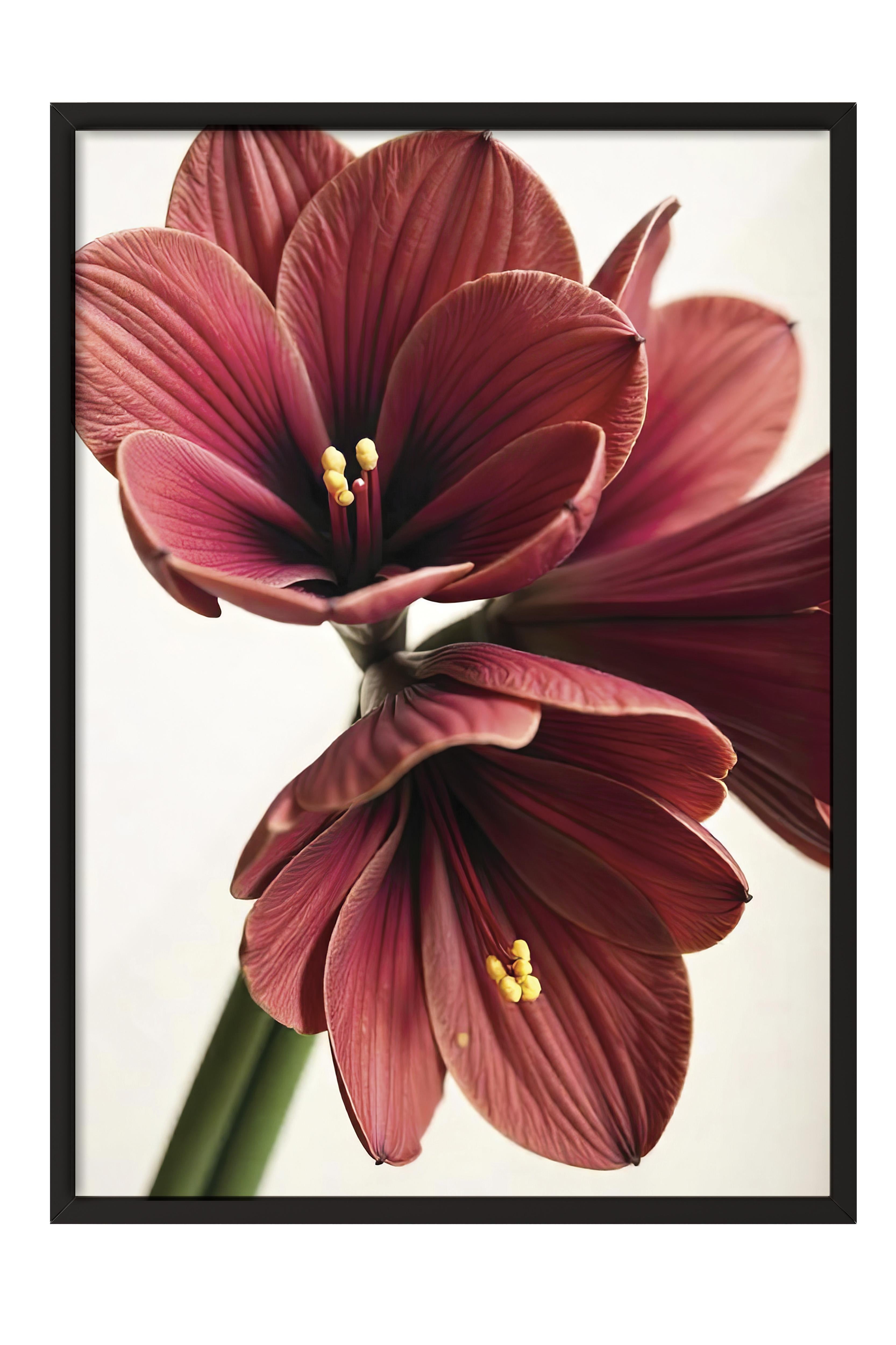 Siyah Çerçeveli Tablo, Yılbaşı Poster, Yılbaşı Dekoru,Amaryllis in Red Comfort Serisi NO:108644