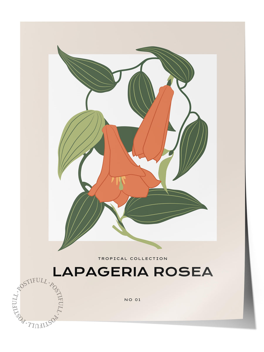 LAPAGERIA ROSEA Tropikal İllustrasyon Çerçevesiz Poster